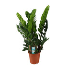 Productfoto van ZZ-plant Zamioculcas zamiifolia, glanzend blad, 80 cm hoog