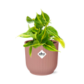 Productfoto van Philodendron Scandens ‘Brasil’ in ELHO Vibes Fold 14cm roze