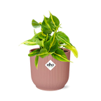 Productfoto van Philodendron Scandens ‘Brasil’ in ELHO Vibes Fold 14cm roze
