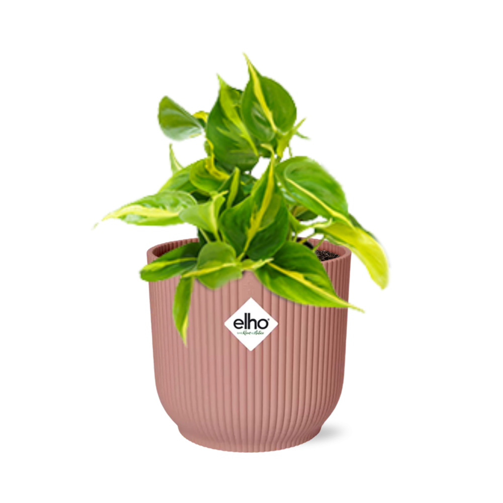 Productfoto van Philodendron Scandens ‘Brasil’ in ELHO Vibes Fold 14cm roze
