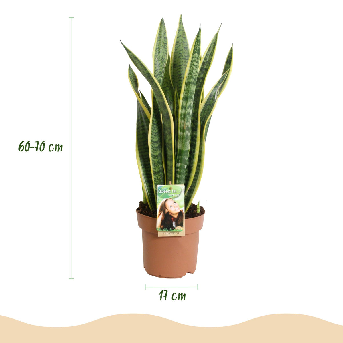 Sansevieria Laurentii, gezonde plant voor binnen of in de tuin