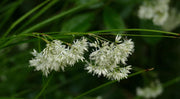 Luzula nivea