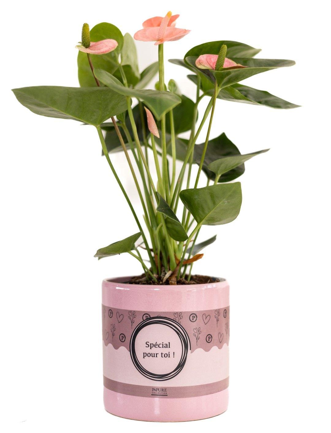 Anthurium roze 'Spirit' in verpakking 'Speciaal voor jou', plant in pot
