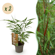 Fargesia scabrida Asian Wonder, 35 cm hoog