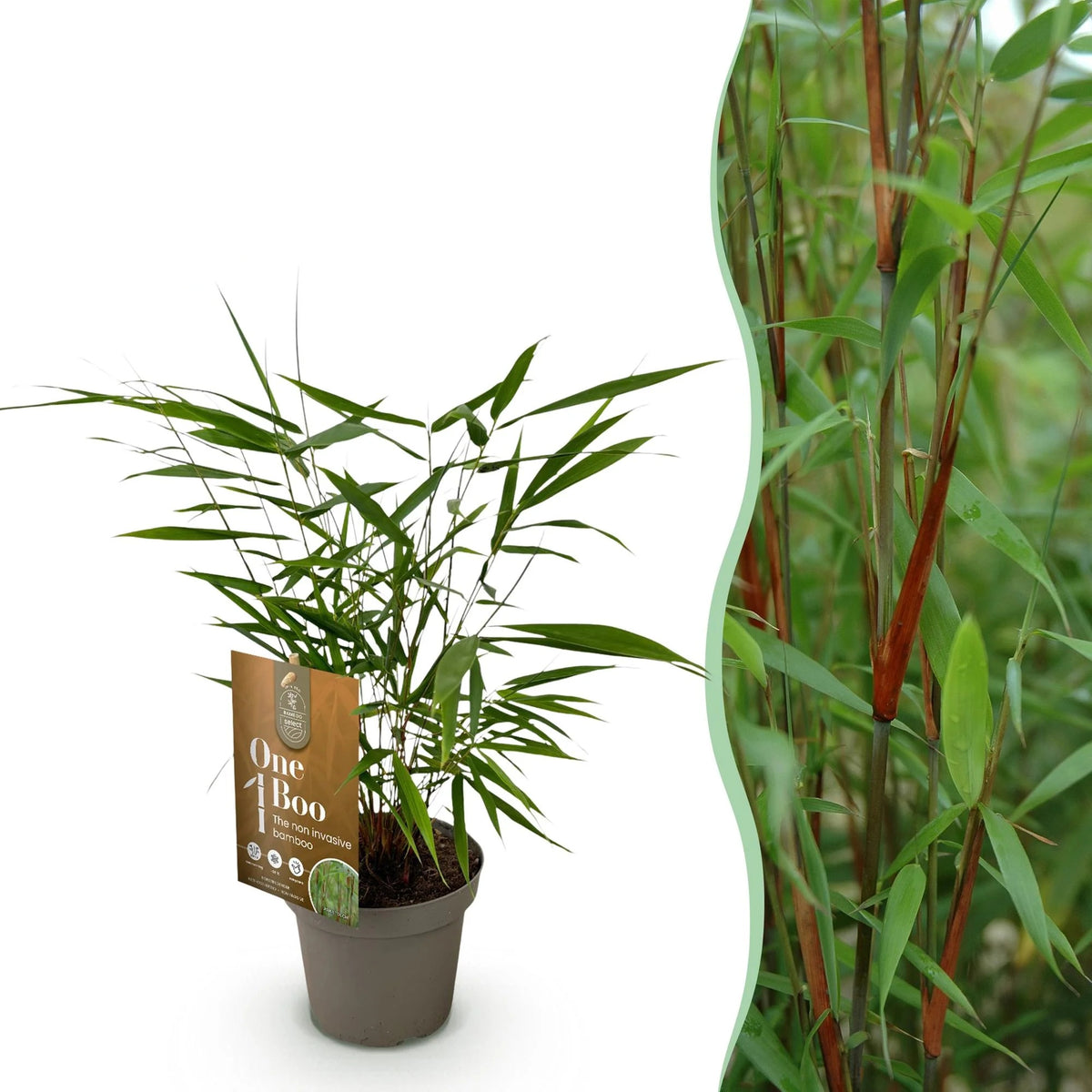 Fargesia scabrida Asian Wonder, 35 cm hoog, plant in pot
