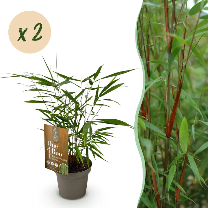 Fargesia scabrida Asian Wonder, 35 cm hoog