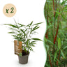 Fargesia scabrida Asian Wonder, 35 cm hoog