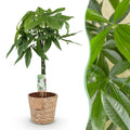 Pachira Aquatica gevlochten stam, detail van het blad