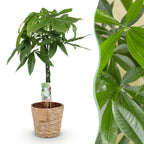 Pachira Aquatica gevlochten stam, detail van het blad