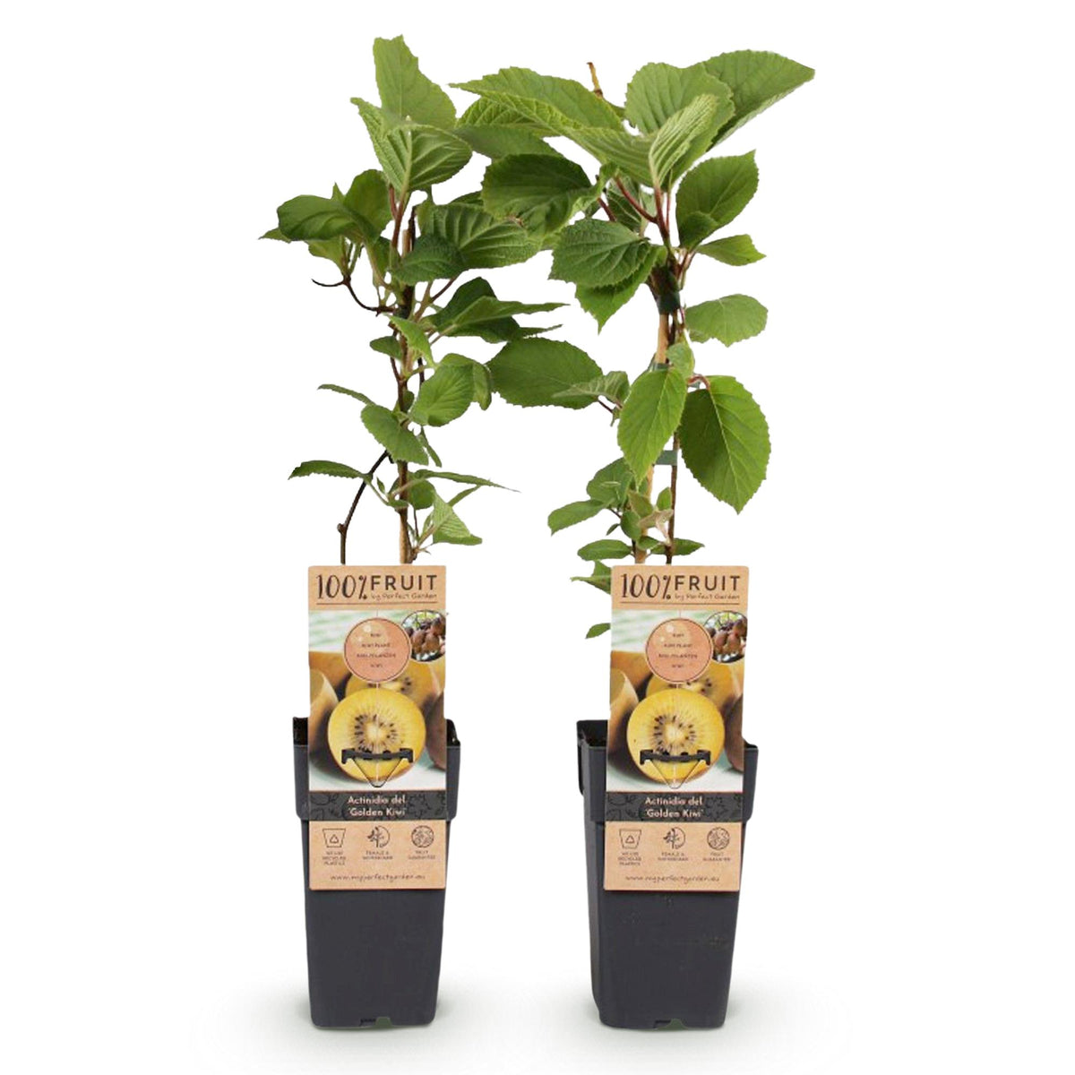 Productafbeelding van Pureplant