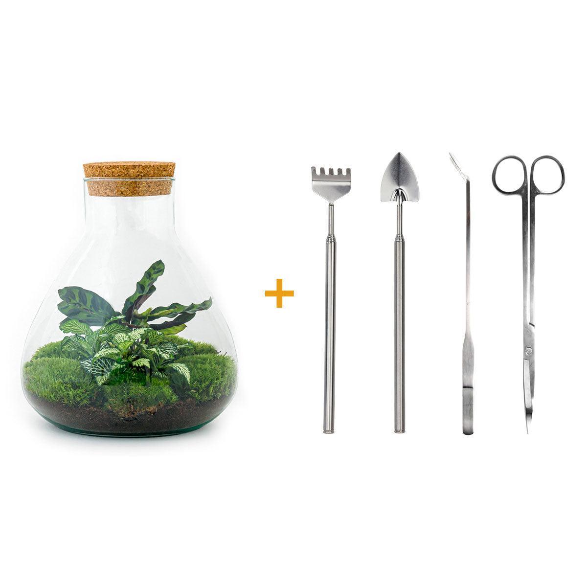 Productfoto van DIY terrarium Sammie Calathea, compleet gereedschap