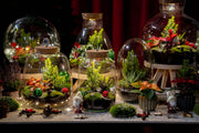 Holly Christmas terrarium - Bottle garden DIY kit