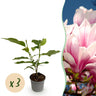 Magnolia soulangeana