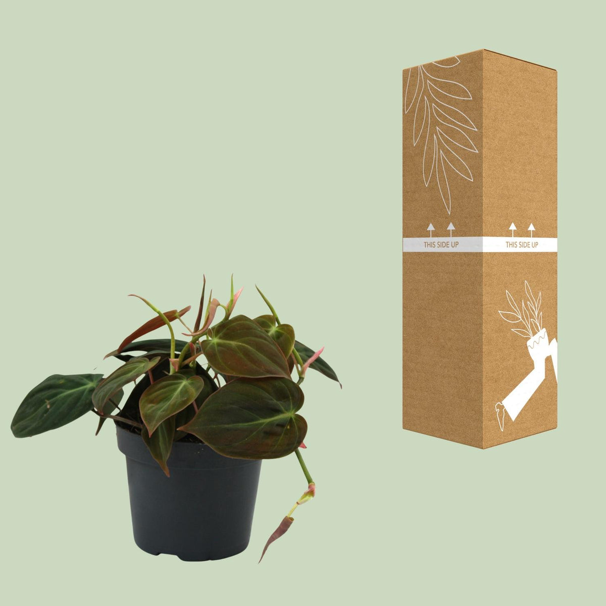 Detailfoto van Philodendron Micans