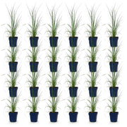 Cortaderia selloana &