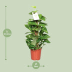Detailfoto van Epipremnum Pinnatum Mosstok 60cm Scindapsus