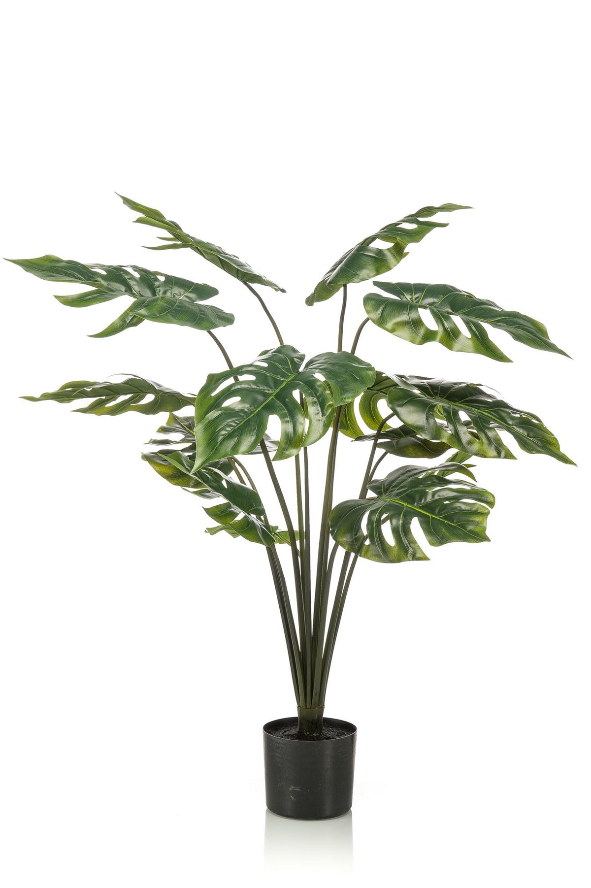 Monstera Deliciosa, plant in pot