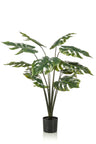 Monstera Deliciosa