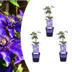 Clematis 'Multi Blue' klimplant, blauw, P9 pot, plant in pot