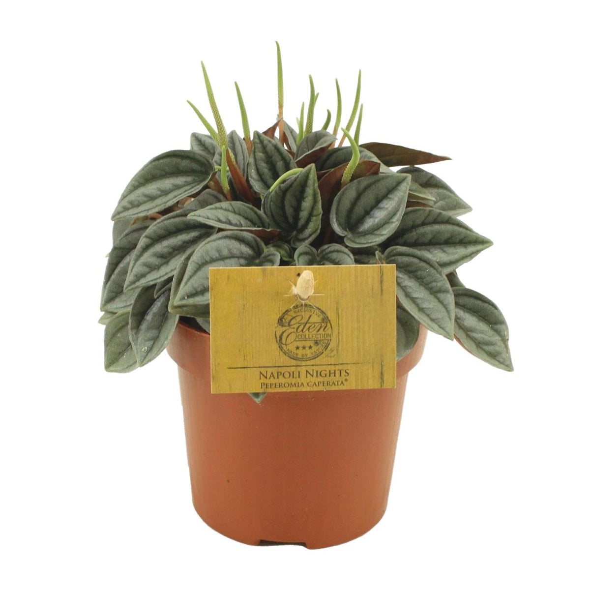 Detailfoto van Peperomia Napoli Nights