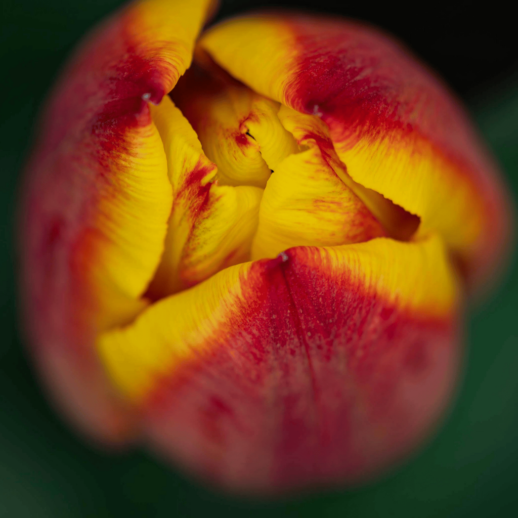 Tulpenbollen Jan Seignette – 20 Stuks Maat 11/12, kenmerkend blad