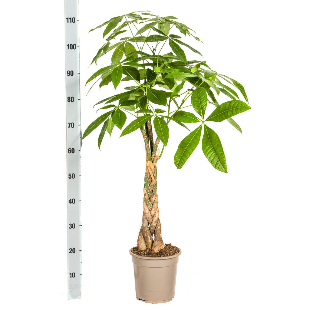 Pachira Aquatica, detail van het blad