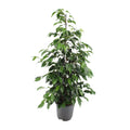 Ficus benjamina Danielle, plant in pot