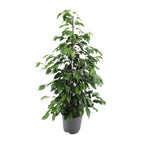 Ficus benjamina Danielle, plant in pot