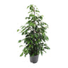 Ficus benjamina Danielle