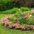 Bloombux Magenta, plant voor binnen