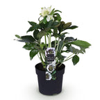 Lenten rose Helleborus orientalis Double Ellen White, kenmerkend blad