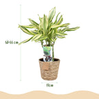Dracaena fragrans Diamond Dream met mand, kenmerkend blad