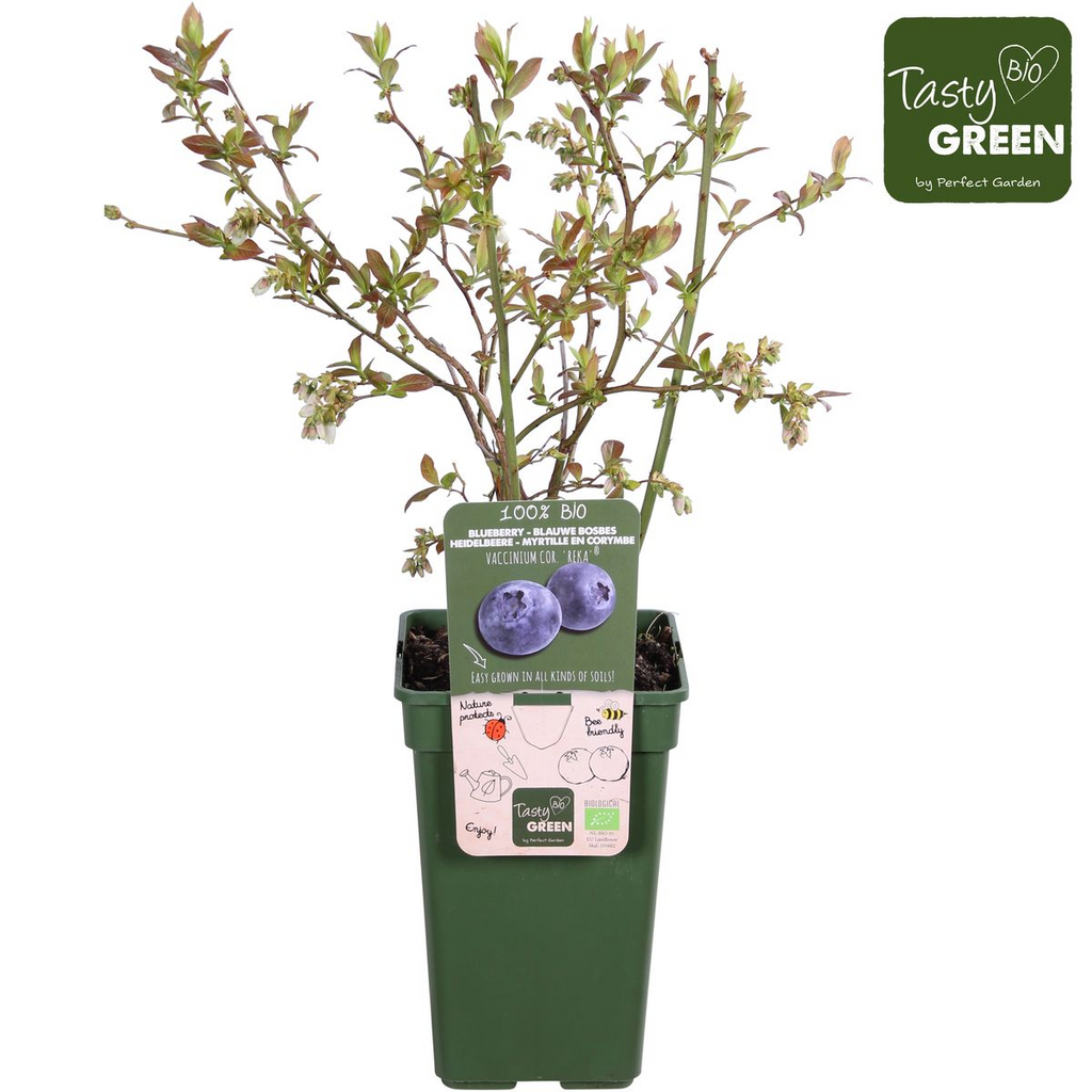 Detailfoto van Vaccinium corymbosum 'Reka' - Blauwe bes