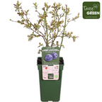 Detailfoto van Vaccinium corymbosum 'Reka' - Blauwe bes