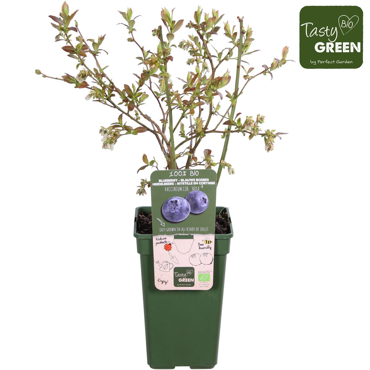 Detailfoto van Vaccinium corymbosum 'Reka' - Blauwe bes