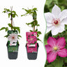 Clematis duo roze en wit - bosrank - set van 12 - Ø9 cm