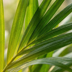 Areca Dypsis Lutescens Goudpalm, kenmerkend blad