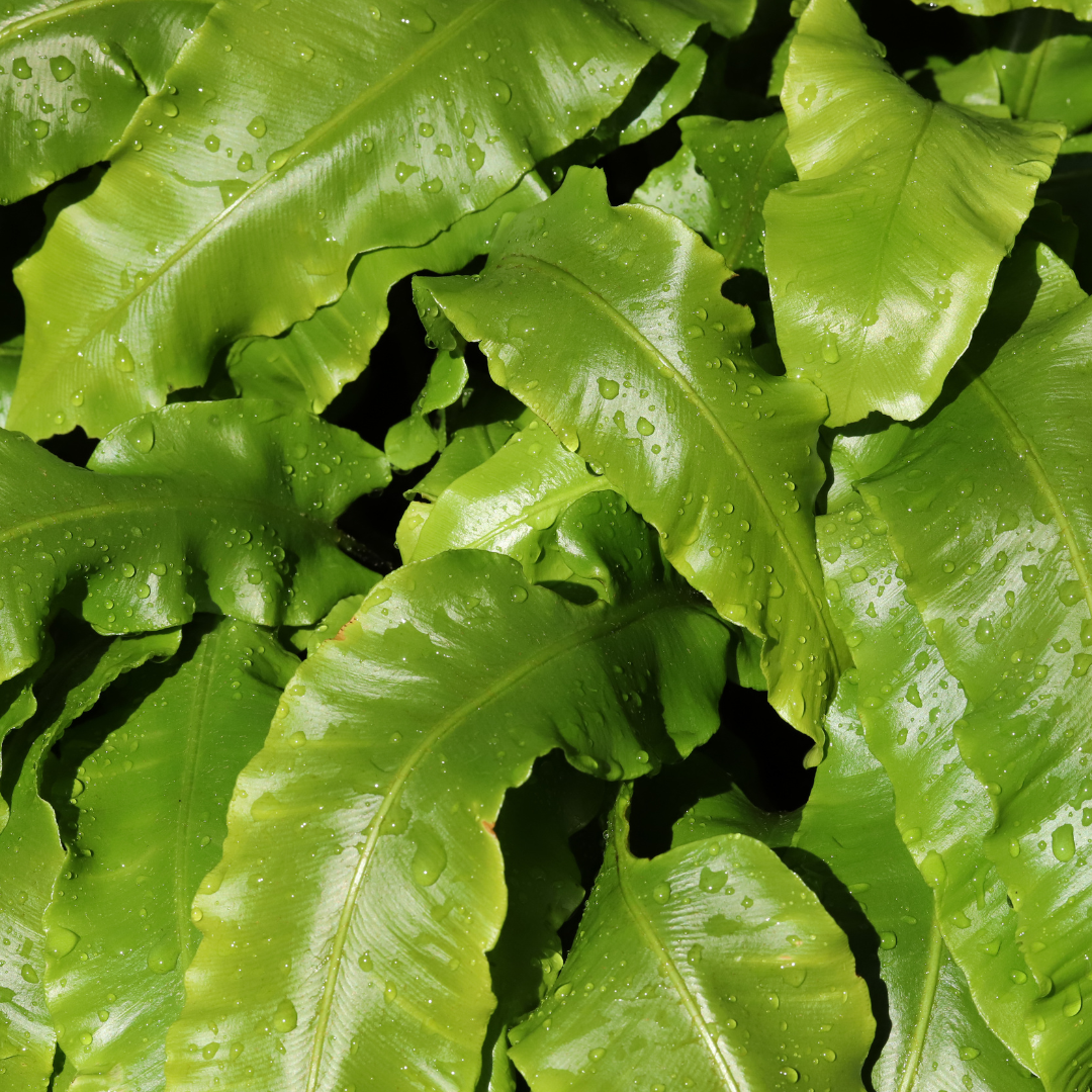 Asplenium scolopendrium, groene bladeren