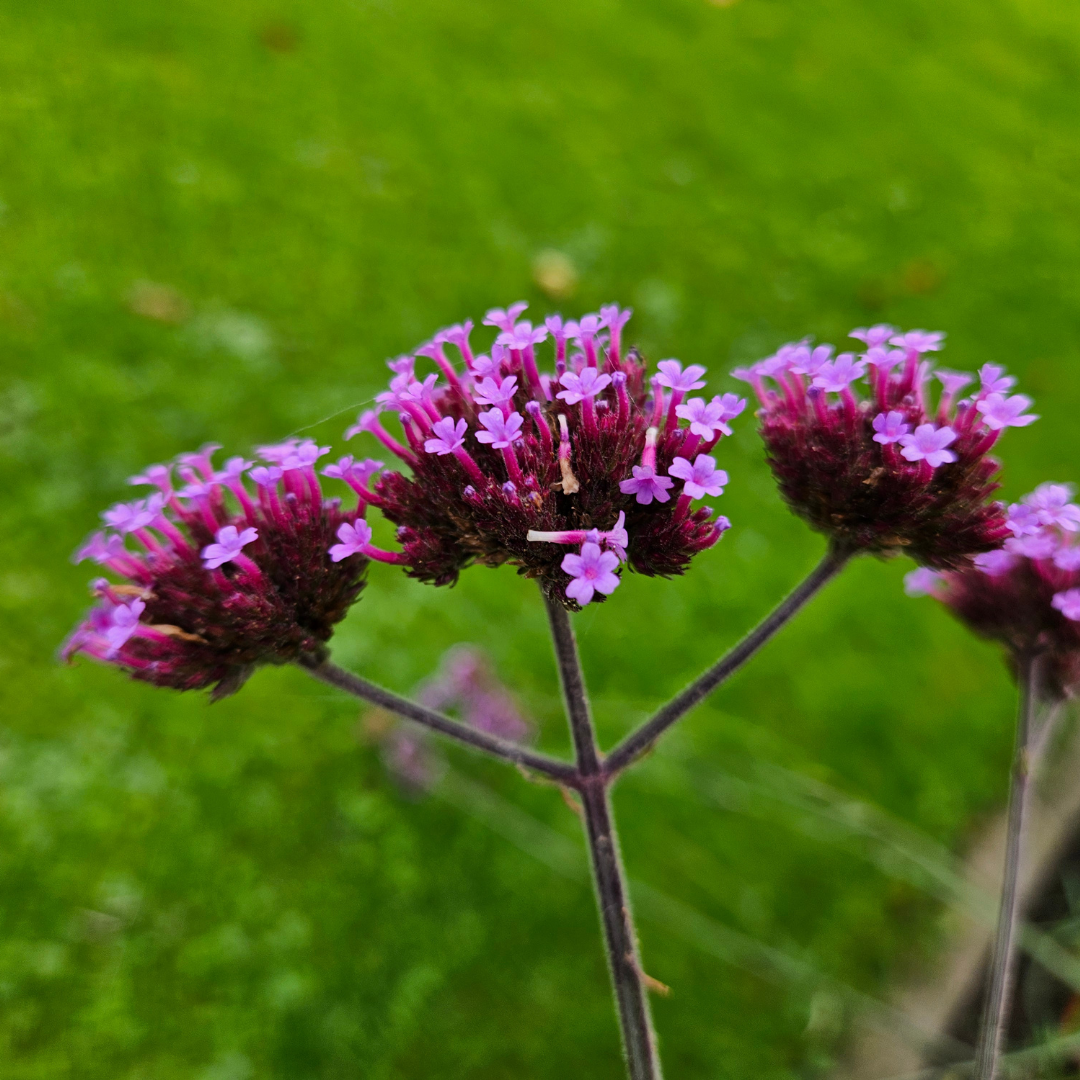 Verbena – 6 Pluggen | Kweek & Geniet van Prachtige Verbena, detail van het blad