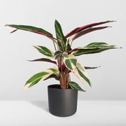 Calathea Triostar - Pauwenplant