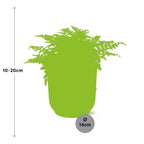 Asplenium Parvati in ELHO Vibes Fold 14cm geel, geschikte tuinplant