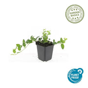 60x Vinca minor &