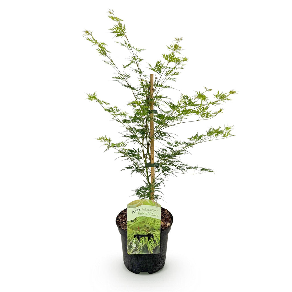 Japanse esdoorn Acer palmatum Emerald Lace, kenmerkend blad