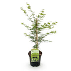 Japanse esdoorn Acer palmatum Emerald Lace, kenmerkend blad