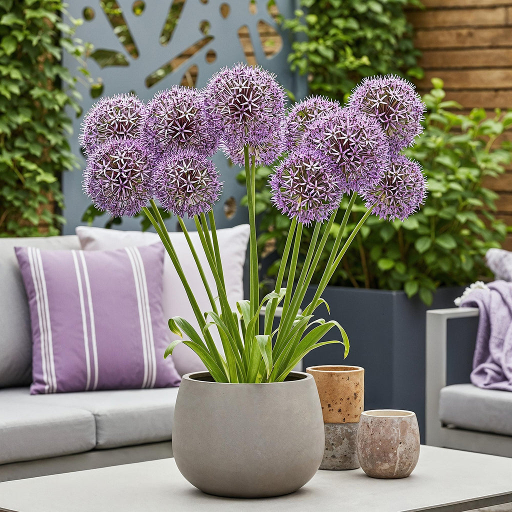 Allium Christophii, plant in pot