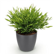 Pogonatherum Monica - Kamerbamboe - Met grijze pot
