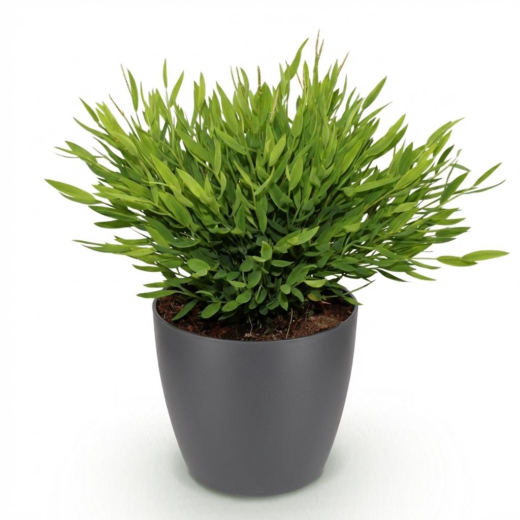 Pogonatherum Monica - Kamerbamboe - Met grijze pot, groene bladeren