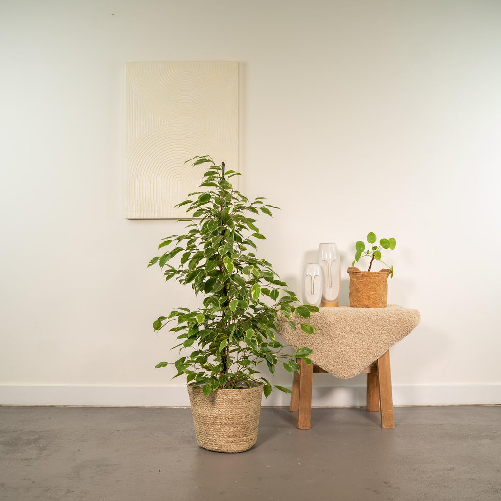 Productfoto van Ficus benjamina Goldenking