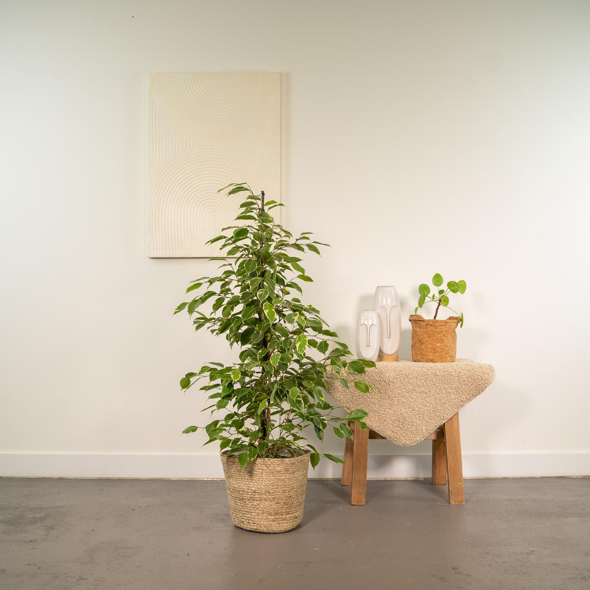 Productfoto van Ficus benjamina Goldenking