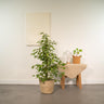 Ficus benjamina Goldenking